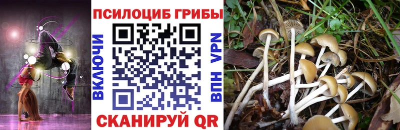 Псилоцибиновые грибы Psilocybine cubensis  Купить  Алзамай 
